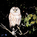 chouette rayér / barred owl