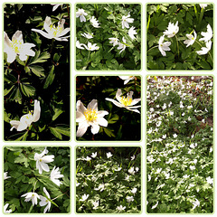 Collage d’anémones des bois