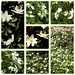 Collage d’anémones des bois