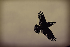 flight of the raven