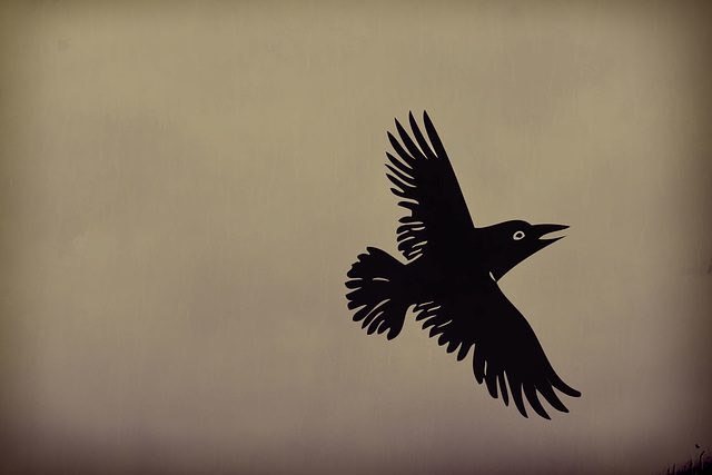 flight of the raven