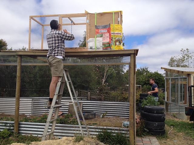 guinea fowl training coop