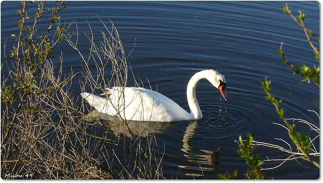 ARES (33 Gironde)