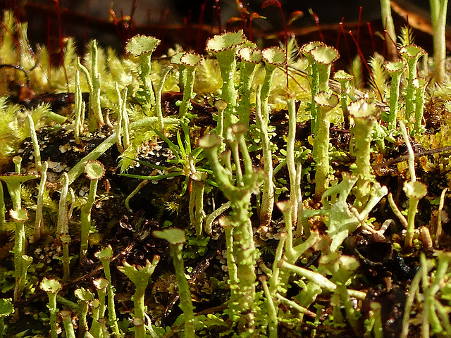 Cladonia lichen