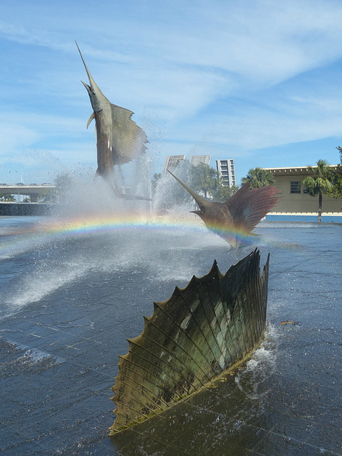 Sailfish in Three Stages of Ascending (4) - 8 March 2018