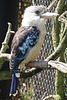 Martin chasseur à ailes bleues (Dacelo leachii), Parc des oiseaux (Ain, France)