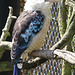 Martin chasseur à ailes bleues (Dacelo leachii), Parc des oiseaux (Ain, France)