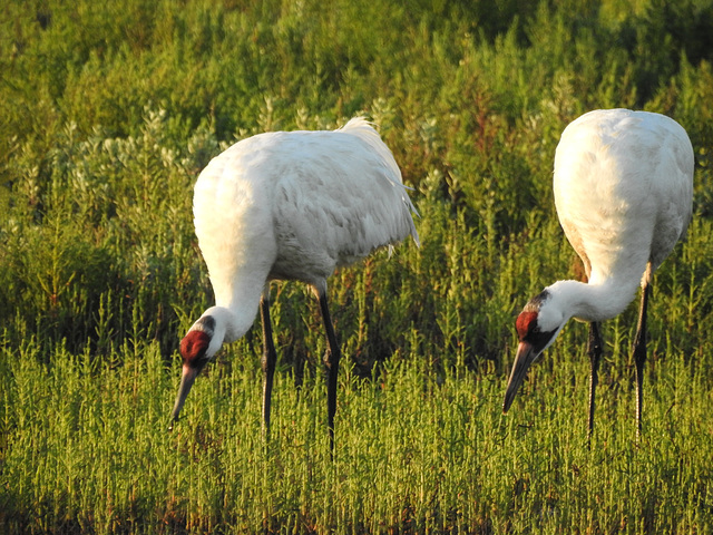 Day 3, Whooping Cranes / Grus americana, feeding early morning