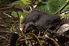 Juveniles au nid