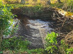 Rill on the Altyre Burn
