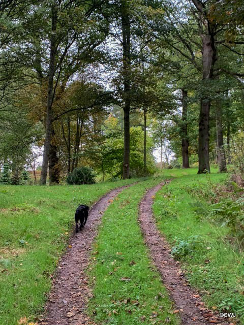 Burgie Arboretum