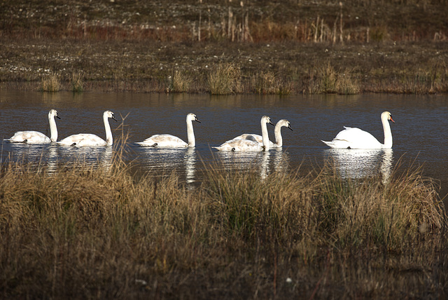 Schwan Familie