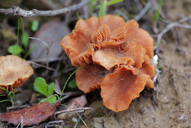 Laccaria laccata, Penedos