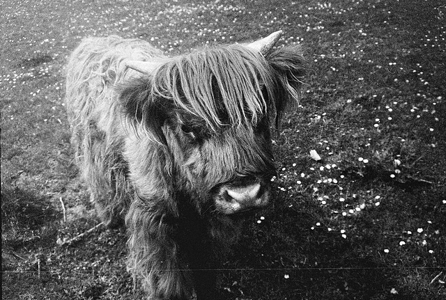 Tiergarten Straubing, Film