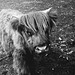 Tiergarten Straubing, Film