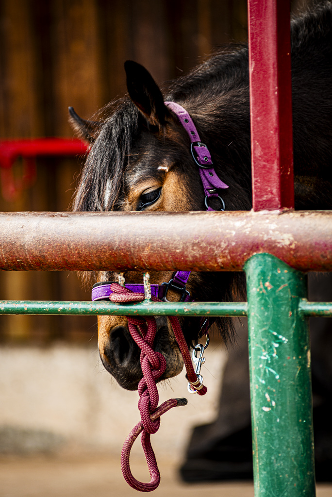 20240331_cooper ranch südharz (d800)