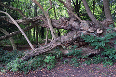 IMG 1406-001-Fallen Tree