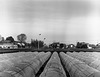 Hoop tunnels and tea plantation