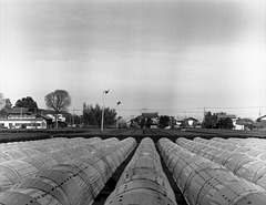 Hoop tunnels and tea plantation