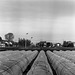 Hoop tunnels and tea plantation