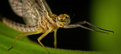 Morgen sehen wir uns nicht mehr, sagte die Eintagsfliege (Ephemeroptera) :) We won't see each other tomorrow," said the mayfly (Ephemeroptera) :)  Nous ne nous reverrons pas demain », dit l'éphémère (Ephemeroptera) :)