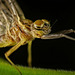Morgen sehen wir uns nicht mehr, sagte die Eintagsfliege (Ephemeroptera) :) We won't see each other tomorrow," said the mayfly (Ephemeroptera) :)  Nous ne nous reverrons pas demain », dit l'éphémère (Ephemeroptera) :)