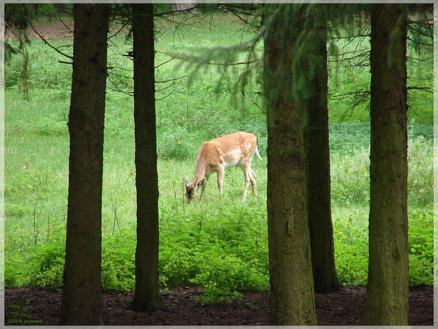 Damwild / fallow deer