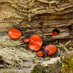 Eyelash fungi