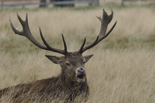 EF7A0117Reddeer