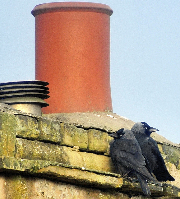 Jackdaws (Coloeus monedula).