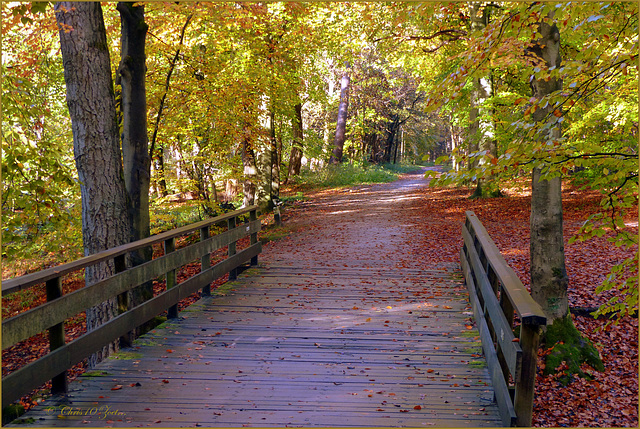 Bridge to the Fairy tale Forest...