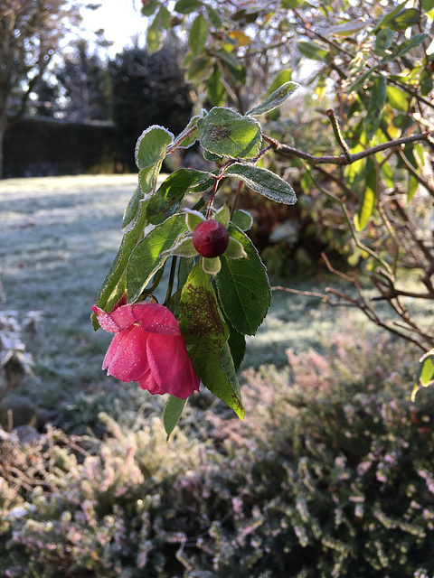 Dernière rose de l'année