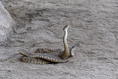 Rattlesnakes Mating