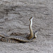 Rattlesnakes Mating