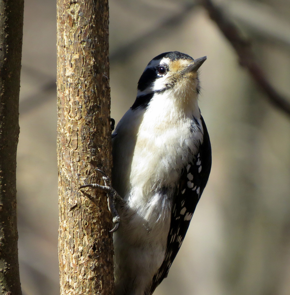 Female Downy woodpecker