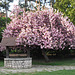 le magnolia et son puits