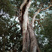 eucalyptus tortueux
