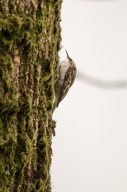 Treecreeper near Brotherswater