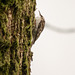 Treecreeper near Brotherswater