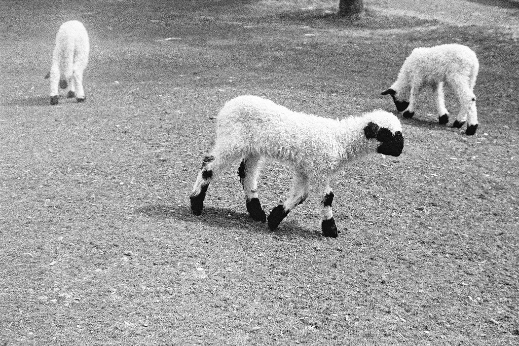 Tiergarten Straubing, Film