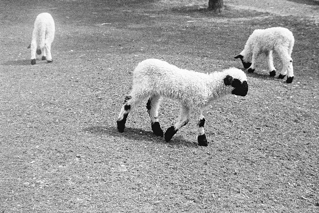 Tiergarten Straubing, Film
