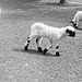 Tiergarten Straubing, Film