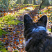Woodland walk from a Corgi point of view (1 x PiP)