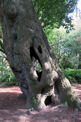 IMG 1407-001-The Hollow Tree