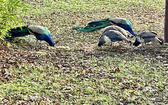 Lunchtime for the peacocks