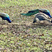 Lunchtime for the peacocks