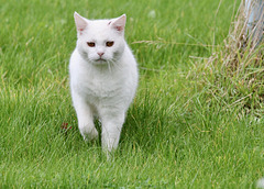 Die fremde Katze schleicht wieder durch den Garten  (pip)