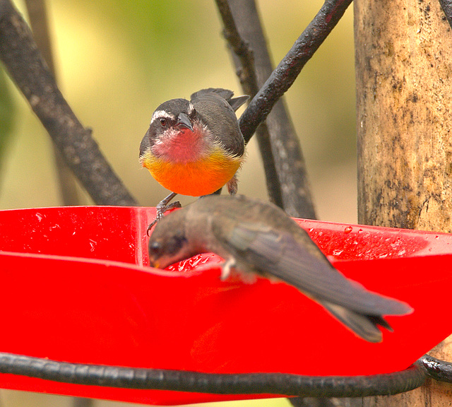 IMG 9712bird