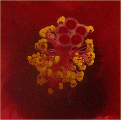 ???? - Hibiskusblüte