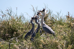 20150518 7934VRTw [R~F] Graureiher (Ardea cinerea), Parc Ornithologique, Camargue